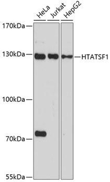 Epigenetics and Nuclear Signaling Antibodies 3 Anti-HTATSF1 Antibody CAB14542