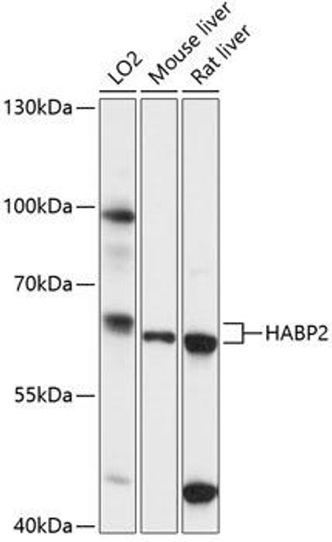 Cell Biology Antibodies 5 Anti-HABP2 Antibody CAB14565
