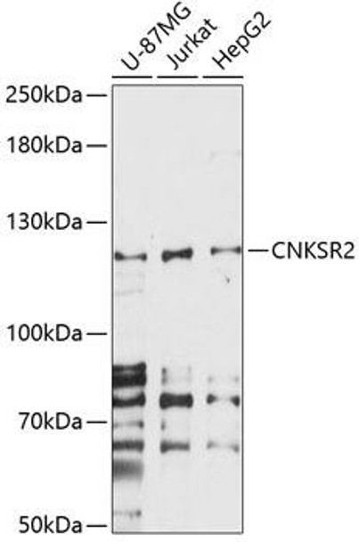 Signal Transduction Antibodies 1 Anti-CNKSR2 Antibody CAB14578