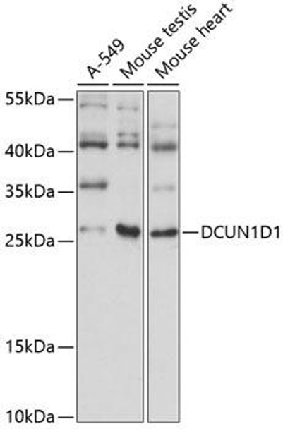 Signal Transduction Antibodies 1 Anti-DCUN1D1 Antibody CAB14587