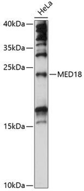 Epigenetics and Nuclear Signaling Antibodies 3 Anti-MED18 Antibody CAB14588