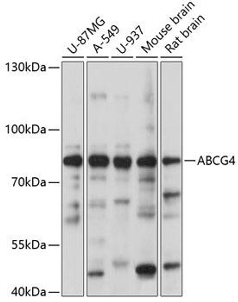 Signal Transduction Antibodies 1 Anti-ABCG4 Antibody CAB14596