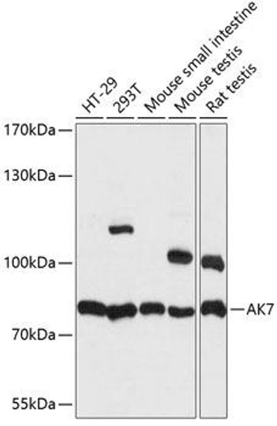 Cell Biology Antibodies 5 Anti-AK7 Antibody CAB14600