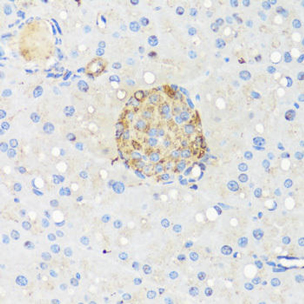 Cell Biology Antibodies 5 Anti-GCG Antibody CAB14609