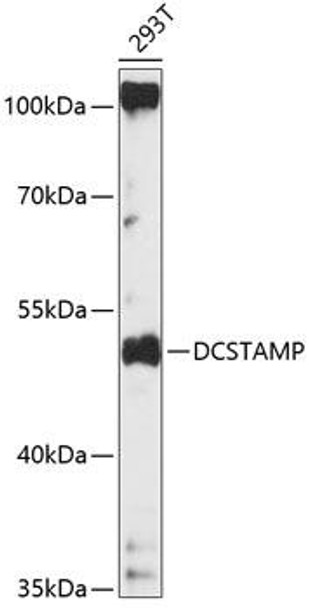 Developmental Biology Anti-DCSTAMP Antibody CAB14630