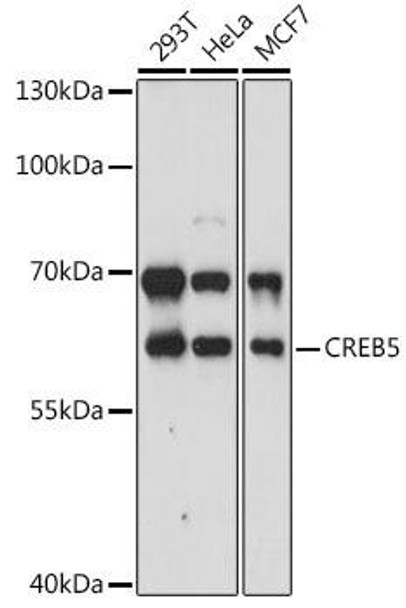 Epigenetics and Nuclear Signaling Antibodies 3 Anti-CREB5 Antibody CAB14635