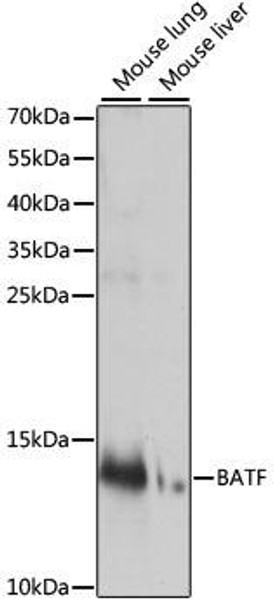 Developmental Biology Anti-BATF Antibody CAB14667