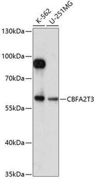 Developmental Biology Anti-CBFA2T3 Antibody CAB14712