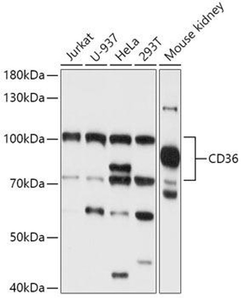 Cell Biology Antibodies 5 Anti-CD36 Antibody CAB14714