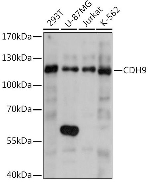 Cell Biology Antibodies 5 Anti-CDH9 Antibody CAB14716