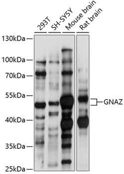 Cell Biology Antibodies 5 Anti-GNAZ Antibody CAB14737