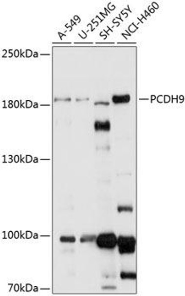 Cell Biology Antibodies 5 Anti-PCDH9 Antibody CAB14760