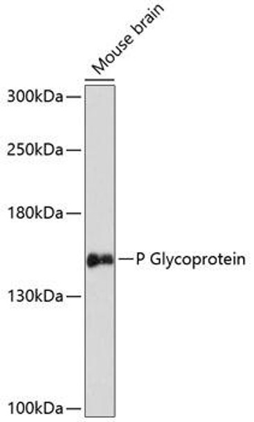 Signal Transduction Antibodies 1 Anti-P Glycoprotein Antibody CAB14765