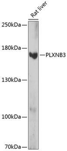 Neuroscience Anti-PLXNB3 Antibody CAB14767