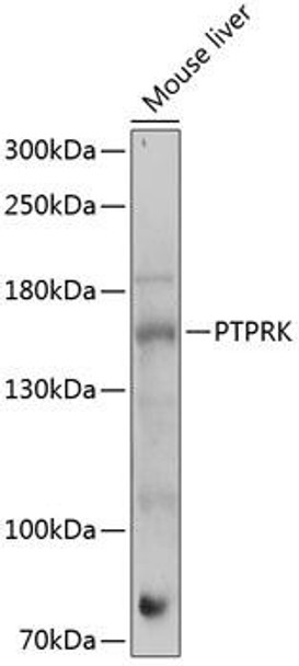 Cell Biology Antibodies 5 Anti-PTPRK Antibody CAB14773