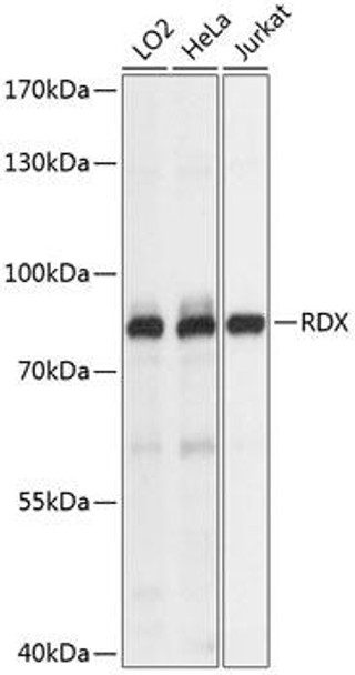 Cell Biology Antibodies 5 Anti-RDX Antibody CAB14777