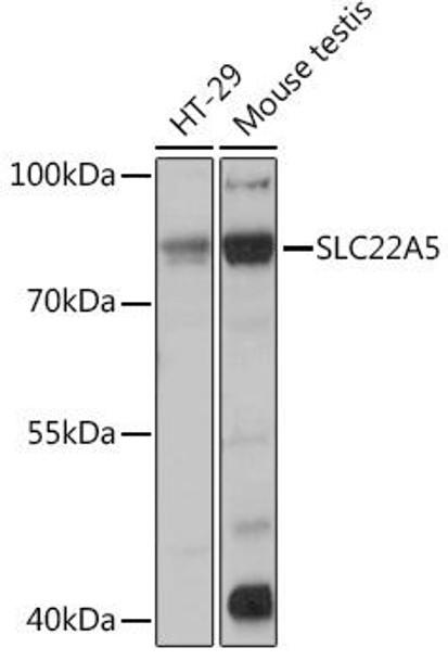 Signal Transduction Antibodies 1 Anti-SLC22A5 Antibody CAB14785