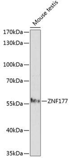 Epigenetics and Nuclear Signaling Antibodies 2 Anti-ZNF177 Antibody CAB14803