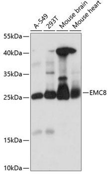 Cell Biology Antibodies 5 Anti-EMC8 Antibody CAB14838