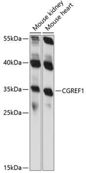 Cell Biology Antibodies 5 Anti-CGREF1 Antibody CAB14844