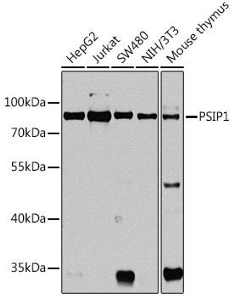 Immunology Antibodies 1 Anti-PSIP1 Antibody CAB14852