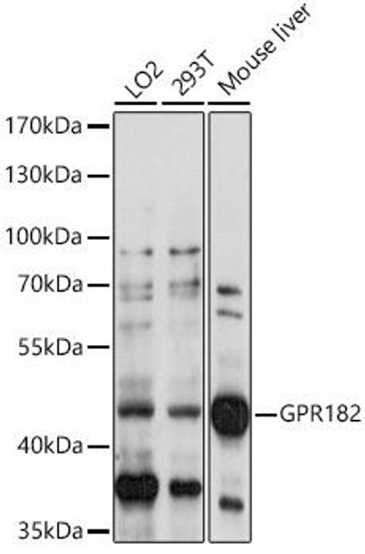 Cell Biology Antibodies 5 Anti-GPR182 Antibody CAB14854