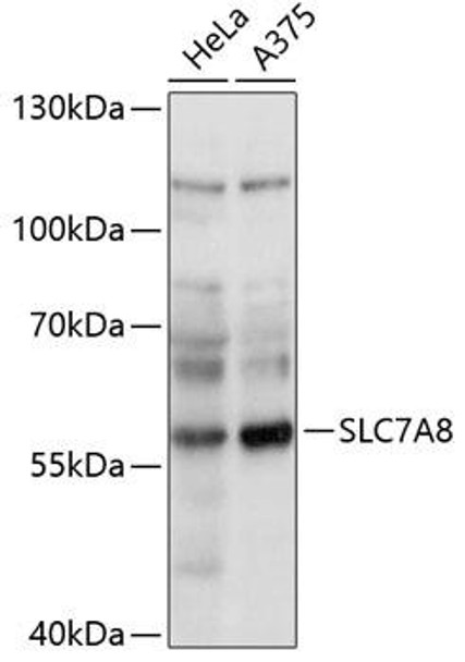 Signal Transduction Antibodies 2 Anti-SLC7A8 Antibody CAB14861