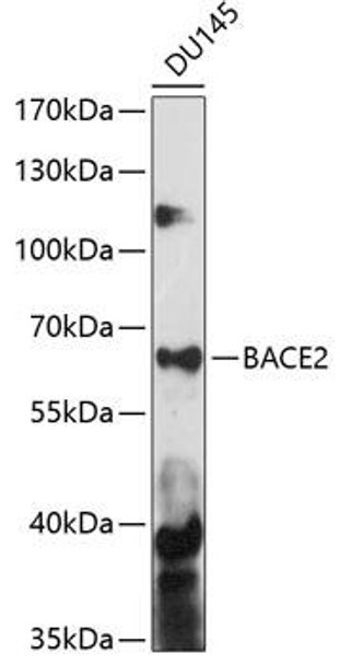 Cell Biology Antibodies 5 Anti-BACE2 Antibody CAB14864