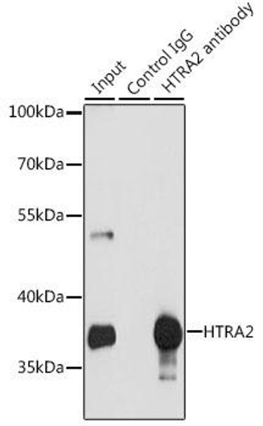 Cell Death Antibodies 1 Anti-HTRA2 Antibody CAB14877