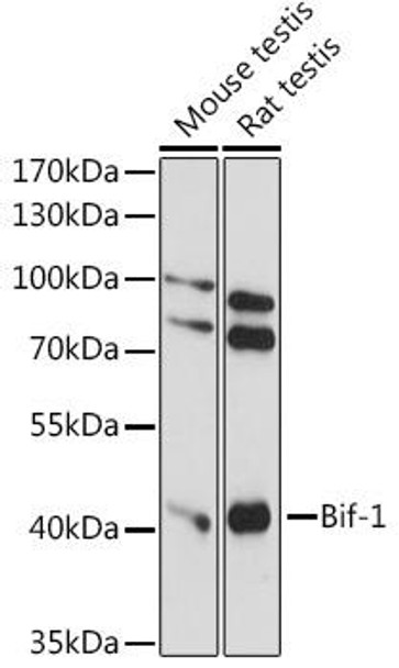 Cell Death Antibodies 1 Anti-Bif-1 Antibody CAB14887
