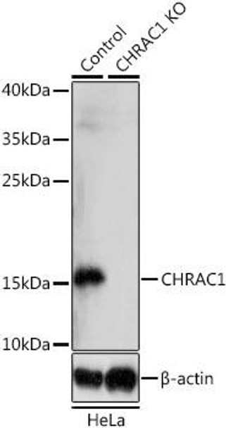 KO Validated Antibodies 1 Anti-CHRAC1 Antibody CAB14896KO Validated