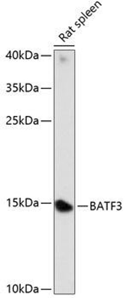Epigenetics and Nuclear Signaling Antibodies 2 Anti-BATF3 Antibody CAB14906