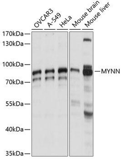 Epigenetics and Nuclear Signaling Antibodies 2 Anti-MYNN Antibody CAB14914