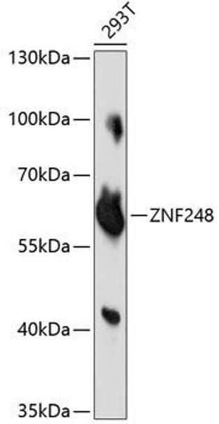 Epigenetics and Nuclear Signaling Antibodies 2 Anti-ZNF248 Antibody CAB14915