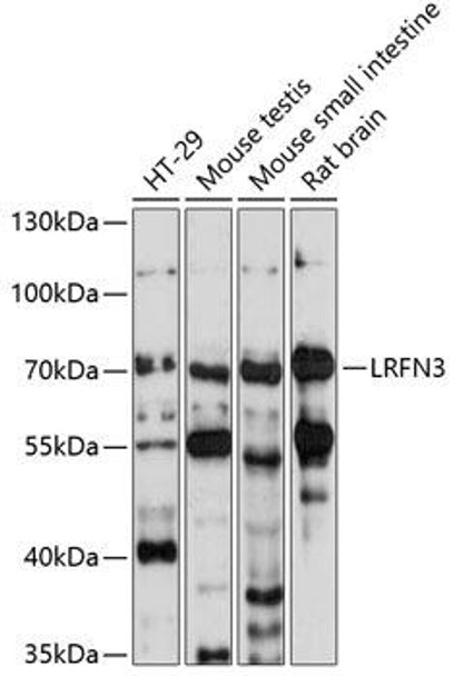 Cell Biology Antibodies 5 Anti-LRFN3 Antibody CAB14927