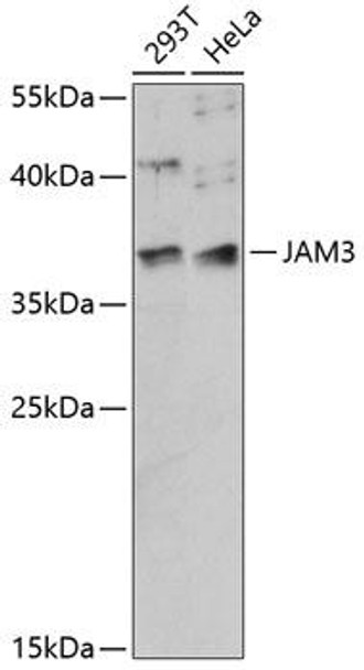 Cardiovascular Antibodies Anti-JAM3 Antibody CAB14942