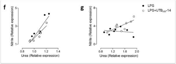 Jones et al. (2021) Inhibition of urea transporter (UT)-B modulates LPS-induced inflammatory responses in BV2 microglia and N2a neuroblastoma cells. Neurochemical Research 46:1322–1329.