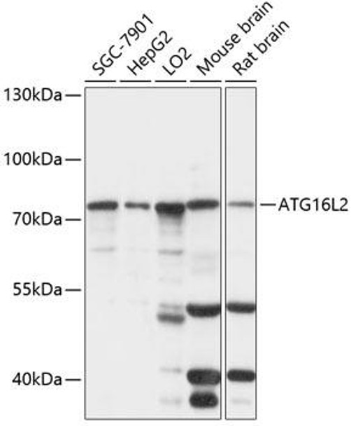 Autophagy Antibodies Anti-ATG16L2 Antibody CAB14948