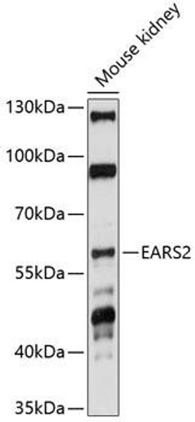 Metabolism Antibodies 1 Anti-EARS2 Antibody CAB14959