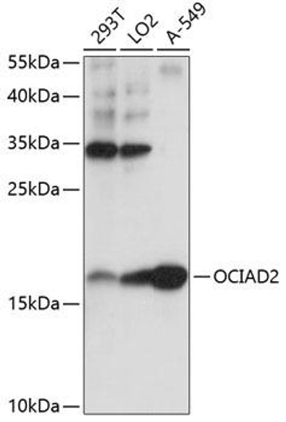 Cell Biology Antibodies 5 Anti-OCIAD2 Antibody CAB14962