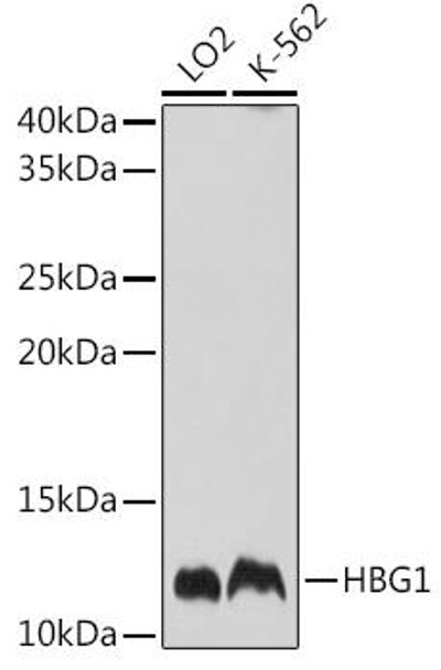 Signal Transduction Antibodies 2 Anti-HBG1 Antibody CAB14989