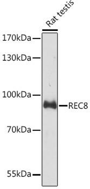 Cell Biology Antibodies 16 Anti-REC8 Antibody CAB15002