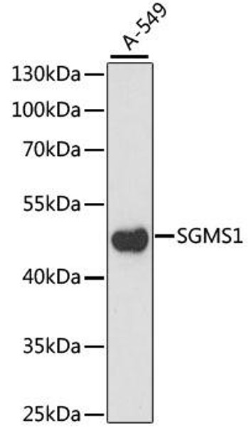 Cell Death Antibodies 1 Anti-SGMS1 Antibody CAB15008