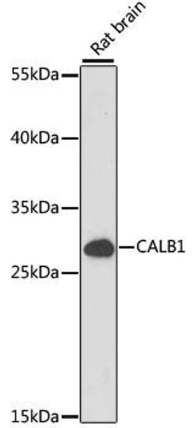 Cell Biology Antibodies 5 Anti-CALB1 Antibody CAB15035