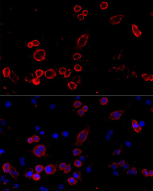 Cell Biology Antibodies 5 Anti-CD68 Antibody CAB15037