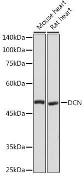 Cell Biology Antibodies 5 Anti-DCN Antibody CAB15048