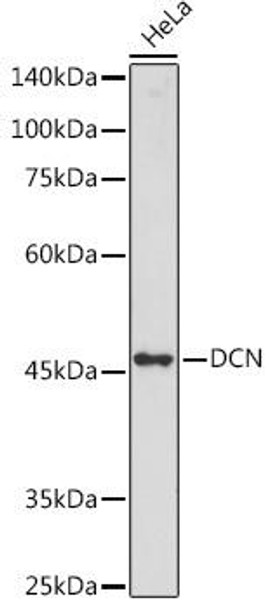 Cell Biology Antibodies 5 Anti-DCN Antibody CAB15048