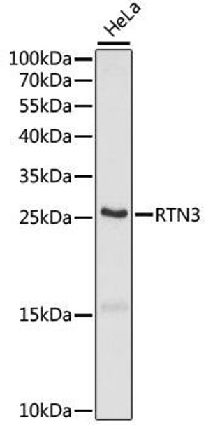Cell Death Antibodies 1 Anti-RTN3 Antibody CAB15129