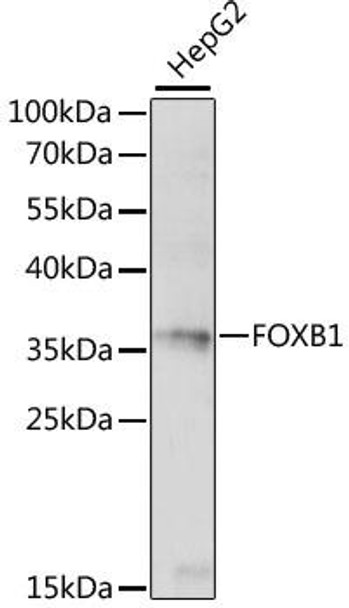 Epigenetics and Nuclear Signaling Antibodies 2 Anti-FOXB1 Antibody CAB15152