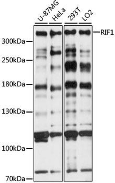 Cell Cycle Antibodies 1 Anti-RIF1 Antibody CAB15167